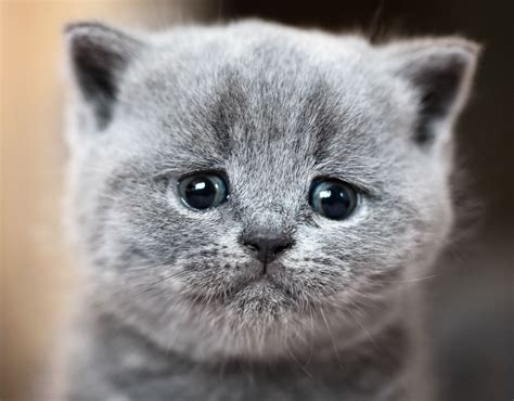 "I Go Meow!" Katzen-Song von The Kiffness geht viral - wmn.de