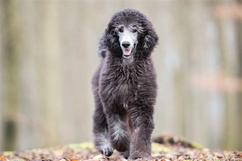The Hunting Poodle: Info, History, Appearance & Pictures