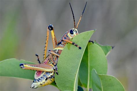 Eastern Lubber Grasshopper