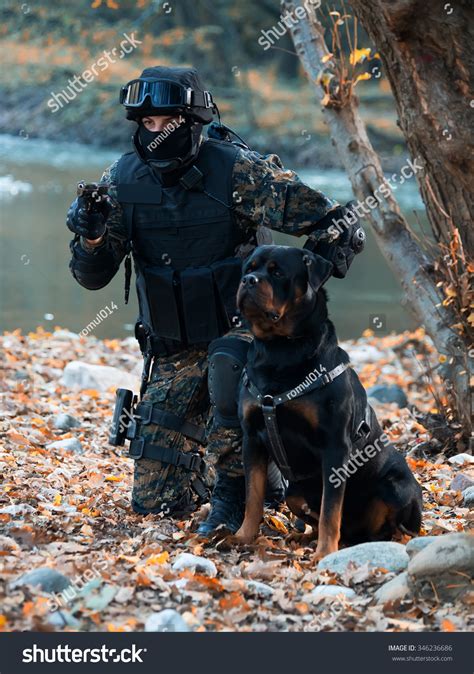 Rottweiler Police Dog In Action