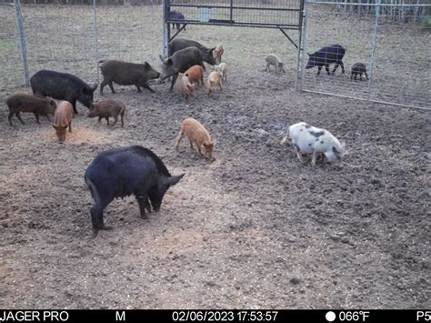 Feral KuneKune Pig | Texas Wild Hog Control