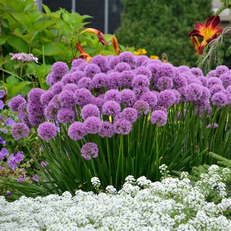 Allium Millenium, 1 gallon – Stuart's Landscaping & Garden Center, Inc.