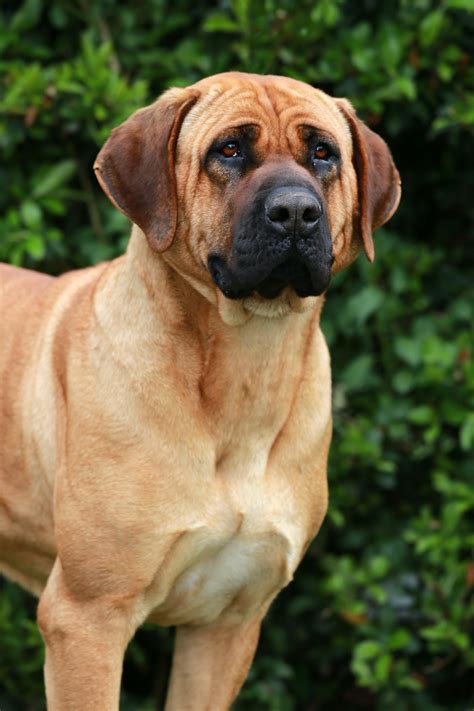 Low maintenance dog breeds – Artofit