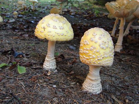 Amanita muscaria var. guessowii / American Eastern Yellow Fly Agaric ...