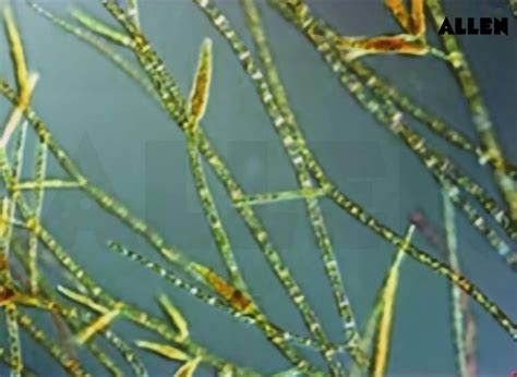 Ectocarpus Algae