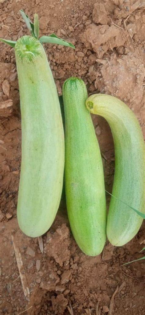 Trailing Tomato Indeterminate Type Seeds | FarmersStop.com | Farmers Stop