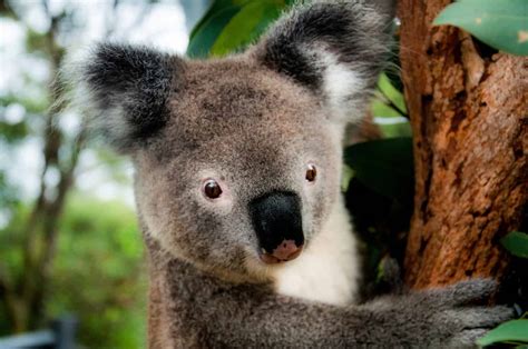 25 Interesting Facts About Koalas - LearningMole