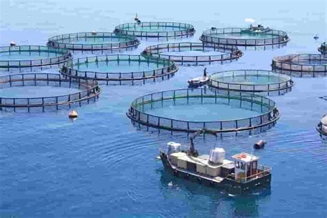 Fish Farm Structure 的图像结果
