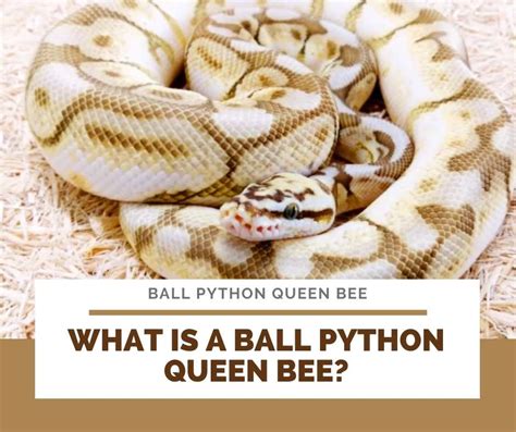 Image result for Python Queen 8NB