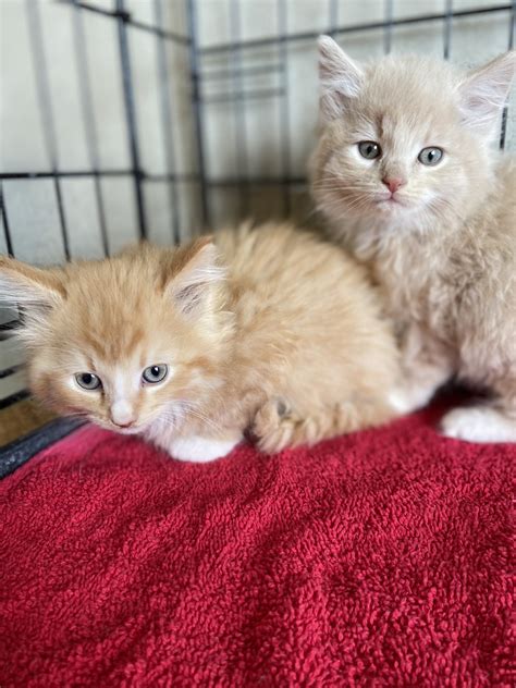 Licensing – HUMANE SOCIETY OF NELSON COUNTY