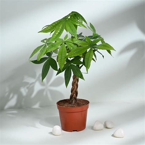 The Piante Pachira Bonsai Plant In Plastic Pot | Lucky Spiritual Bonsai ...