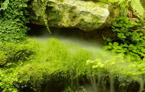 Wallpaper grass, drops, nature, widescreen, Wallpaper, stone, plants ...