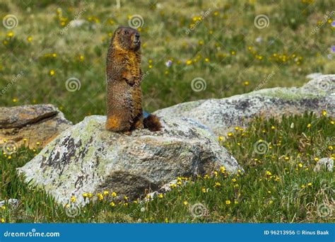Yellow Bellied Marmot stock photo. Image of peaks, guard - 96213956