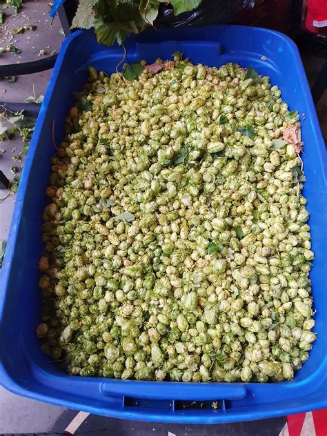 Bad Jimmy's Brewing Co.