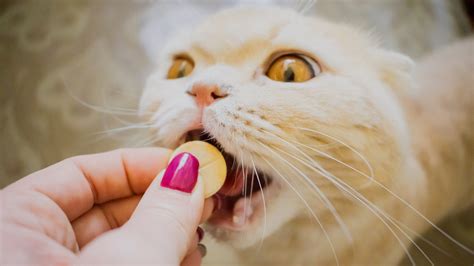 Cerenia for Cats: Uses, Side Effects, Dosage - GoodRx