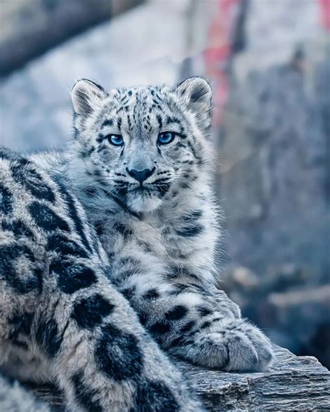 Cute Snow Leopard Cubs With Blue Eyes