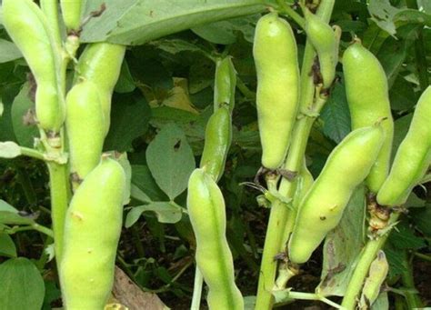 蚕豆的生长环境及生长地方条件-植物说