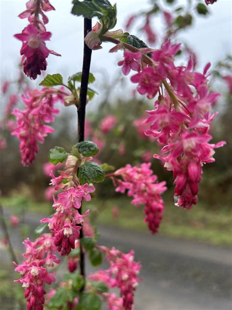 Episode 69: Planting to Promote Pollinators - Valley Nursery Inc.