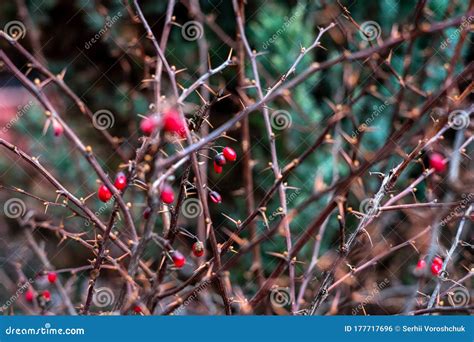 Dry and Prickly Bush with Red Berries Stock Photo - Image of flora ...