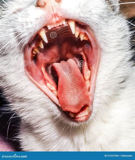 Young Cat with Open Mouth at Home Stock Photo - Image of domestic, home ...