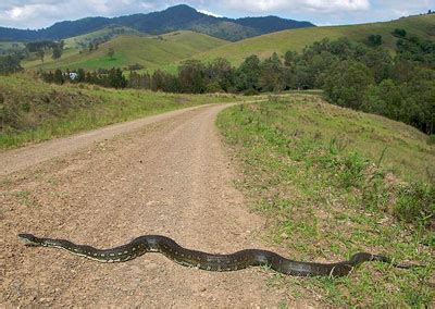 Image result for Diamond Python Snake Habitat