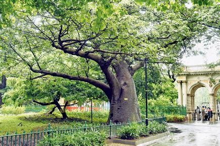 Mumbai: Byculla zoo is cloning rare trees