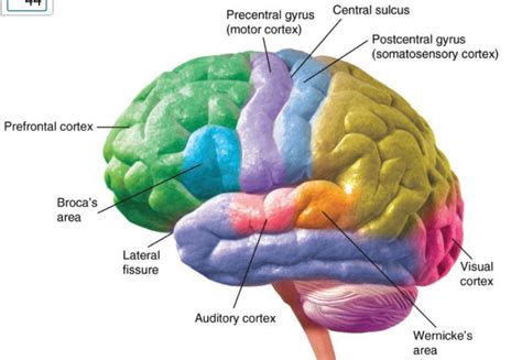 Image result for Brain Exploding Vector