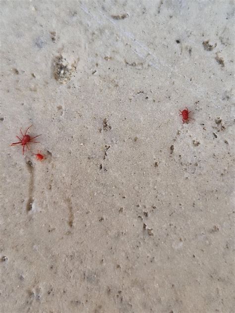Tiny Red Spider Like Bugs Florence Insects In Italy: Now You Can Stop