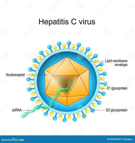 Anatomy Of Hepatitis C