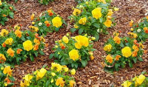 Oaks on Parkwood - Noland Health Services