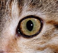 Image result for cat's eye