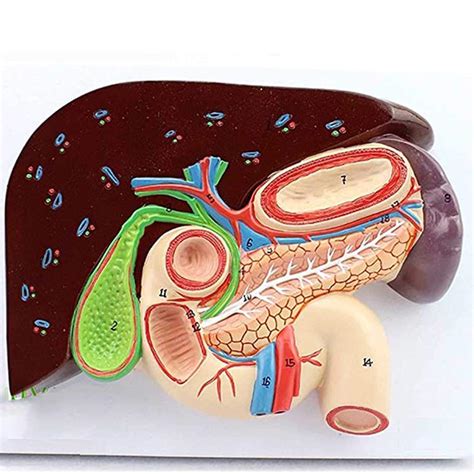 Buy DBSCD Human Digestive System Model-Life-size anatomical model of ...