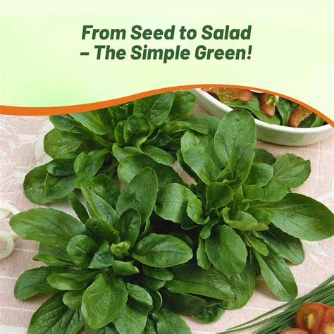 Corn Salad Seeds - Mache Vegetable Seed