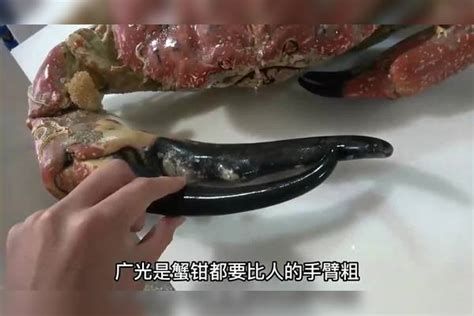 广东小伙买了只巨型螃蟹，蟹钳比人的手还粗，一刀切开小伙懵了_小伙_比人_螃蟹