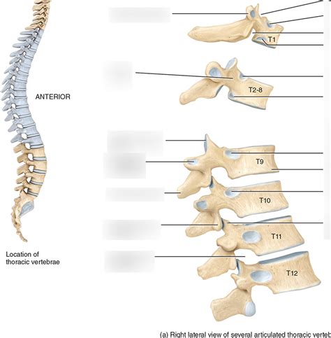 Middle Back 的图像结果