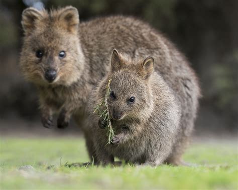 Quokka Habitat