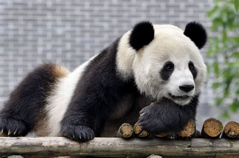 成年大熊猫高清图片下载_红动中国