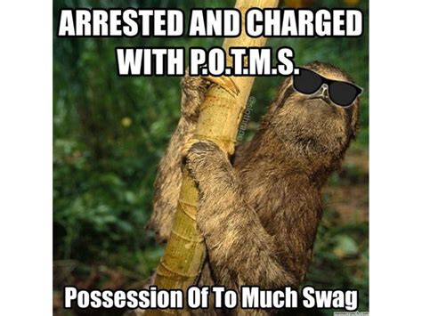 50+ Hilarious Sloth Memes To Brighten Your Day