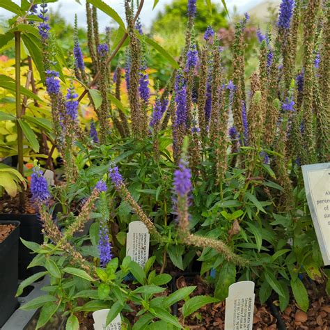 Veronica spicata Royal Candles – Secret Garden Growers