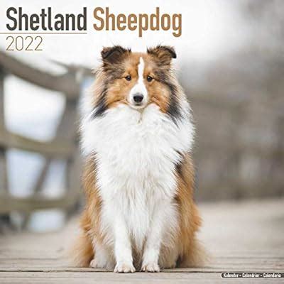 Buy Shetland Sheepdog Calendar - Sheltie - Dog Breed Calendars - 2021 ...