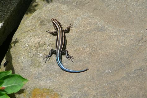 Do Blue Tailed Skinks Eat Fruit at Carmen Pink blog