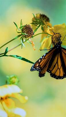 Free Butterfly Wallpaper For Android by Butterfly Wallpaper For Android Pixelstalk Net Free Butterfly Wallpaper For Android
