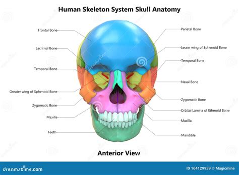 Skull Anterior View Royalty-Free Stock Photo | CartoonDealer.com #76446027