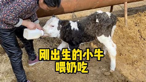 刚出生的小牛吃上母乳真不容易呀！先帮忙给它挤奶吃-vlog视频-搜狐视频