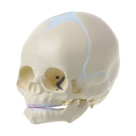 1: 1 Human Fetal Baby Infant Medical Skull Anatomical Skeleton Model ...