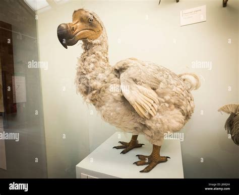 Extinct dodo bird hi-res stock photography and images - Alamy