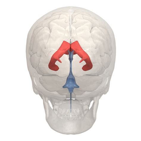 Cerebral Ventricles | Overview, Anatomy, Facts & Systems