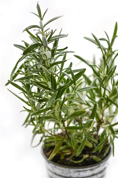 Indoor Rosemary Plant Care - The Girl with a Shovel
