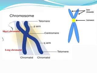 Image result for Chromosome Microarray Test