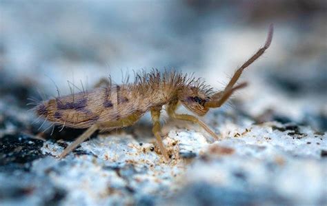 Image result for Springtail Bugs